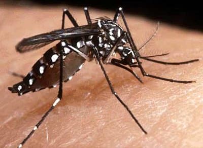 mosquito-da-dengue