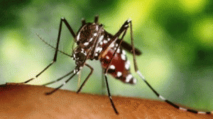 Dengue: Casos graves e mortes devem ser notificados em 24h