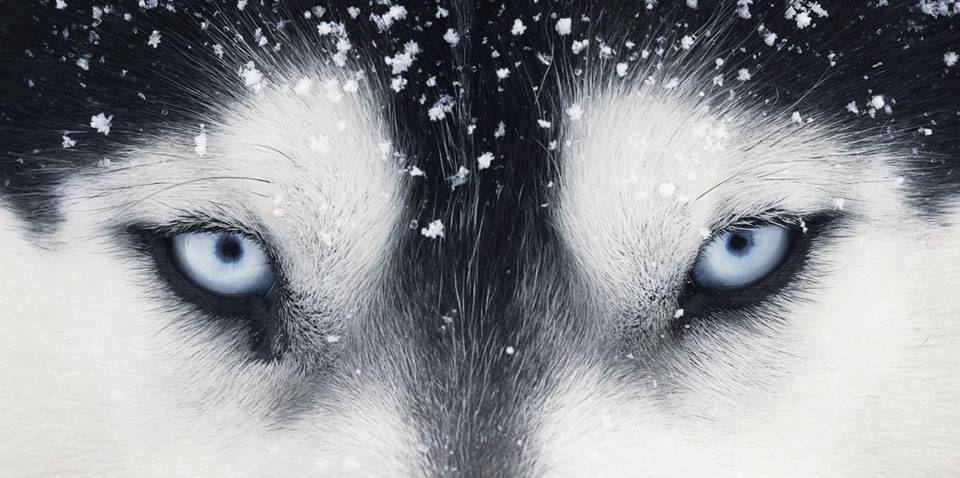 wolfs blue eyes