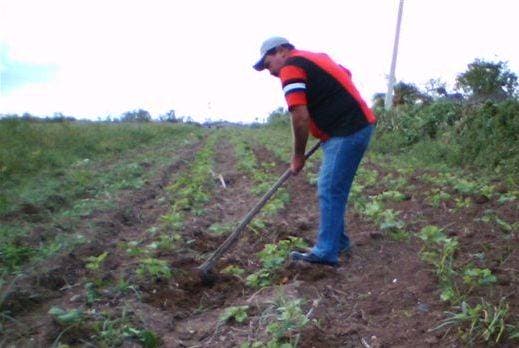 Cuba entrega 1,3 milhão de hectares de terra ociosa para usufruto da população