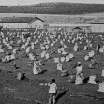 Negros trabalham em um terreiro de café em 1895. Após a abolição, muitas fazendas continuaram a usar mão-de-obra dos antigos escravos.