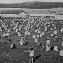 Negros trabalham em um terreiro de café em 1895. Após a abolição, muitas fazendas continuaram a usar mão-de-obra dos antigos escravos.