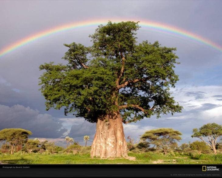 Baobá – árvore símbolo das culturas africanas