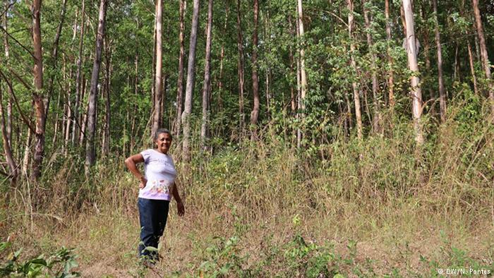 Eunice da Conceição mostra a plantação de eucaliptus em Imperatriz (MA)