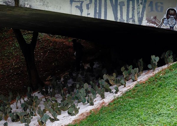 Cactos plantados, em Salvador, embaixo de viadutos. Eles espantam pessoas em situação de rua (Fernando Vivas/A Tarde)