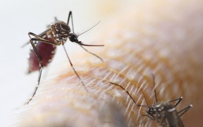 Está grávida? Veja 10 cuidados para se proteger do zika vírus