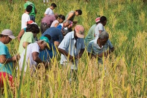 Pessoas trabalhando na colheita de arroz na comunidade quilombola de Morro Seco. Colheita de arroz.