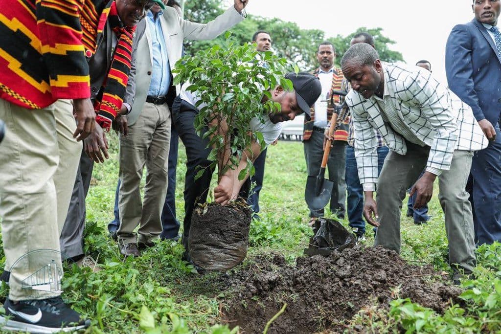 Etiópia planta 353 milhões de árvores em um dia. Como isso pode ajudar o planeta?
