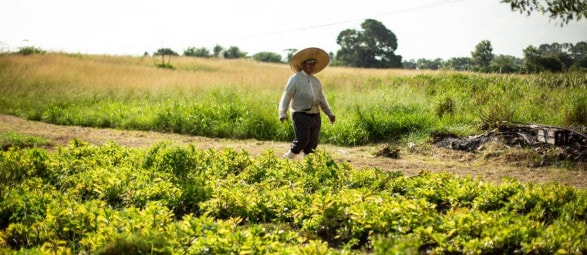Imagem de um agricultor no campo 