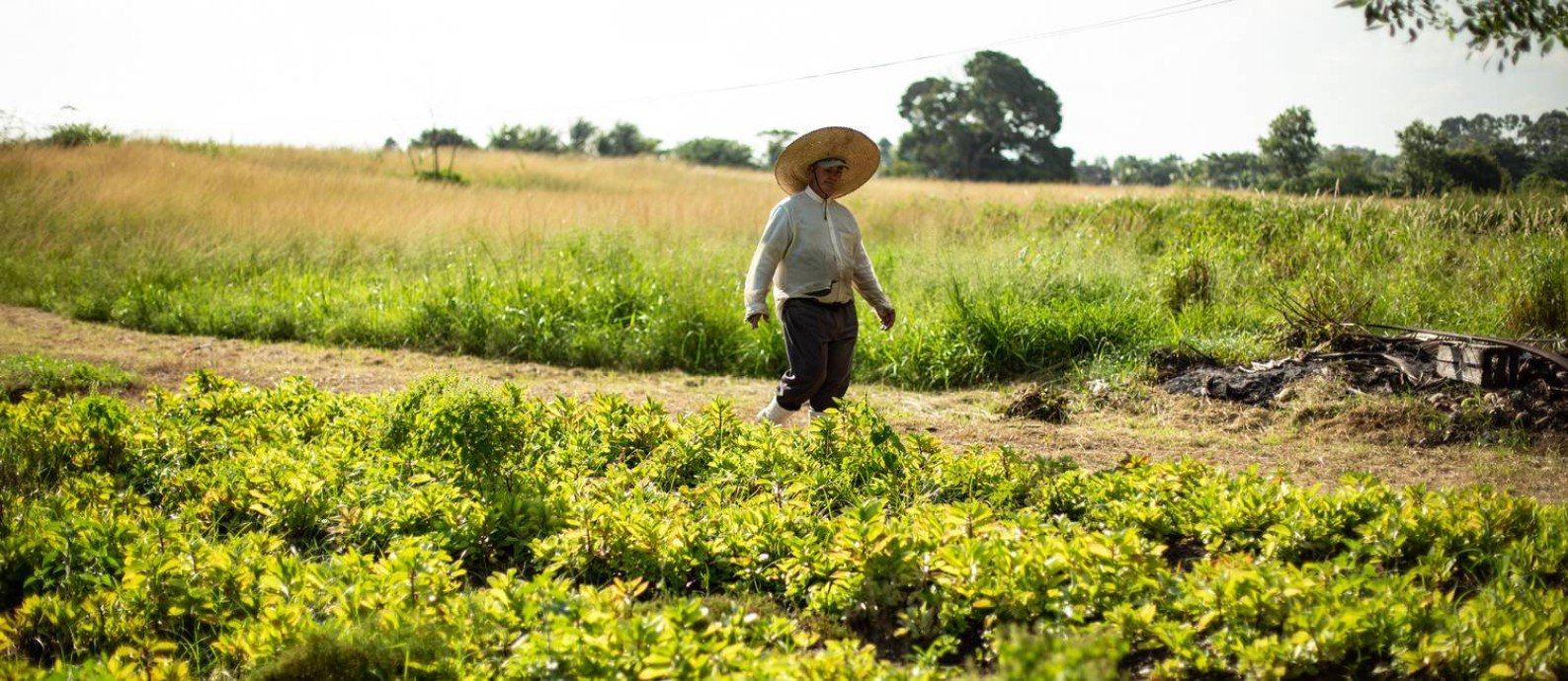 Imagem de um agricultor no campo 