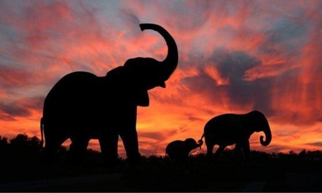 “Sigam as elefantas: mulheres em tempos de pandemia”