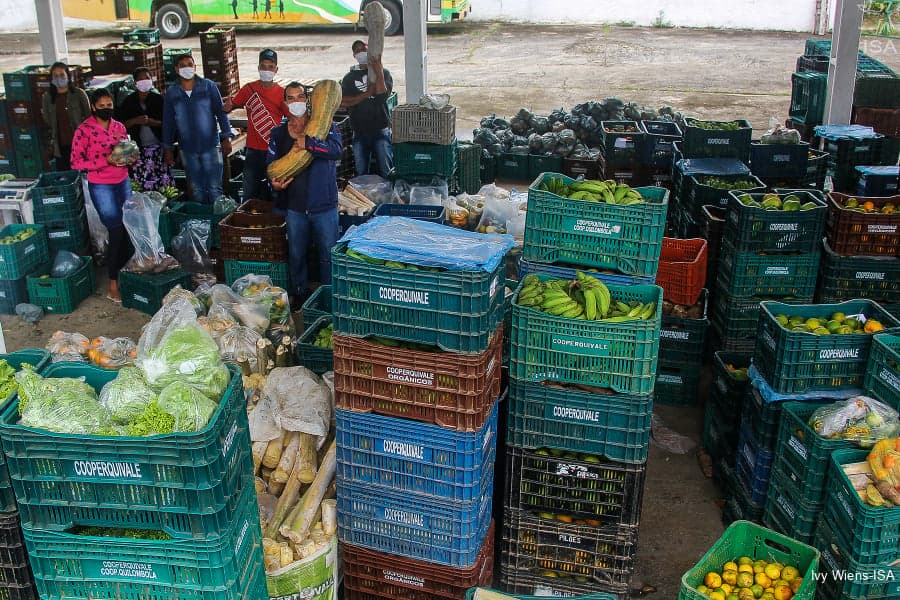 Quilombolas e caiçaras distribuem 15 toneladas de alimentos para comunidades vulneráveis