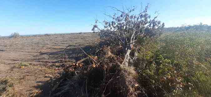 Quilombolas denunciam desmatamento ilegal em sítio histórico na Chapada