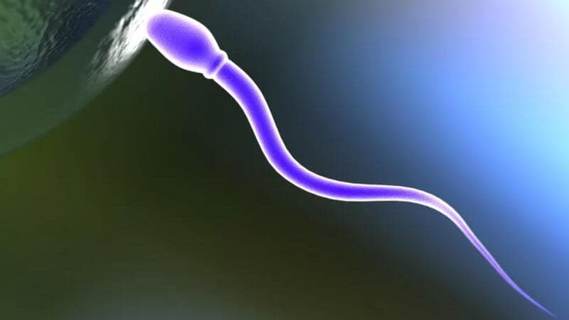 Cientistas desenvolvem contraceptivo masculino que impede que espermatozoides nadem